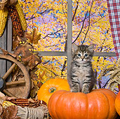 CAT 03 KH0399 01
Tabby Kitten Sitting On Pumpkin In Front Of Window By Autumn Trees