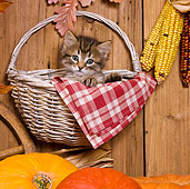 CAT 03 KH0400 01
Tabby Kitten Sitting In Wicker Basket Hanging On Fence By Pumpkins And Corn