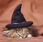 CAT 03 KH0401 01
Tabby Kitten With Witch Hat Sleeping In Studio