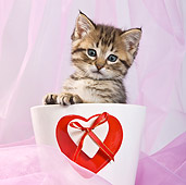CAT 03 KH0403 01
Tabby Kitten Sitting In Pot Decorated With Heart
