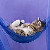 CAT 03 KH0405 01
Tabby Kitten Sleeping In Blue Hammock In Studio