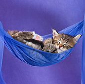 CAT 03 KH0406 01
Tabby Kitten Sleeping In Blue Hammock In Studio