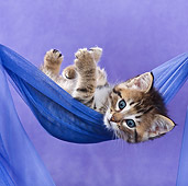CAT 03 KH0407 01
Tabby Kitten Laying In Blue Hammock In Studio