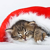 CAT 03 KH0408 01
Tabby Kitten Sleeping In Santa Hat In Studio