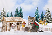 CAT 03 KH0409 01
Tabby Kitten Sitting On Snow In Winter Scene