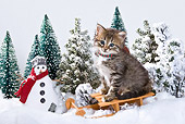 CAT 03 KH0410 01
Tabby Kitten Sitting On Sled By Snowman And Pine Trees