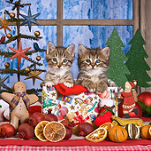 CAT 03 KH0412 01
Two Tabby Kittens Sitting In Christmas Gift Box By Decor