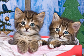 CAT 03 KH0413 01
Two Tabby Kittens Sitting In Red Gift Box By Christmas Decor