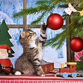 CAT 03 KH0414 01
Tabby Kitten Playing With Christmas Tree Ornament