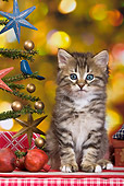 CAT 03 KH0415 01
Tabby Kitten Sitting By Christmas Tree