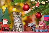 CAT 03 KH0416 01
Tabby Kitten Sitting By Christmas Tree And Gifts
