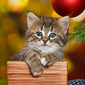CAT 03 KH0417 01
Tabby Kitten Sitting In Wooden Box By Christmas Tree