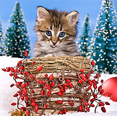 CAT 03 KH0418 01
Tabby Kitten Sitting In Basket In Christmas Scene