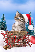 CAT 03 KH0419 01
Tabby Kitten Wearing Santa Hat Sitting In Basket In Snow