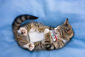 CAT 03 KH0420 01
Tabby Kitten Laying On Blue Blanket Drinking Milk From Bottle