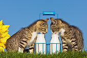 CAT 03 KH0421 01
Two Tabby Kittens Sitting On Lawn Drinking From Milk Bottles