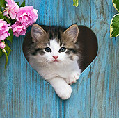 CAT 03 KH0422 01
White And Tabby Kitten Looking Out Of Heart Cutout In Fence By Pink Impatiens