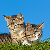 CAT 03 KH0423 01
Two Tabby Kittens Resting On Lawn