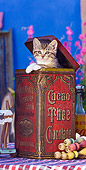 CAT 03 KH0424 01
Tabby Kitten Sitting In Old Cocoa Tin