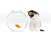 CAT 03 KH0425 01
White And Tabby Kitten Looking At Goldfish On White Seamless