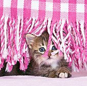 CAT 03 KH0427 01
Tabby Kitten Peeking Out From Fringes Of Pink Blanket