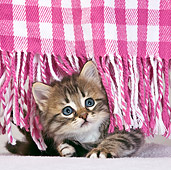 CAT 03 KH0428 01
Tabby Kitten Peeking Out From Fringes Of Pink Blanket