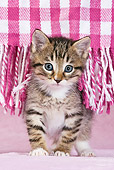 CAT 03 KH0429 01
Tabby Kitten Peeking Out From Fringes Of Pink Blanket