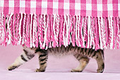 CAT 03 KH0431 01
Tabby Kitten Walking Behind Fringes Of Pink Blanket