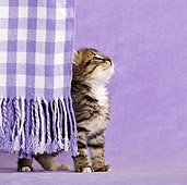 CAT 03 KH0432 01
Tabby Kitten Playing Behind Fringes Of Purple Blanket