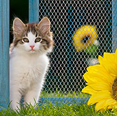 CAT 03 KH0434 01
White And Tabby Kitten Sitting On Grass By Old Barn Door And Sunflower
