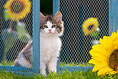CAT 03 KH0435 01
White And Tabby Kitten Sitting On Grass By Old Barn Door And Sunflowers