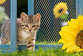 CAT 03 KH0436 01
Tabby Kitten Walking Through Old Barn Door By Sunflowers