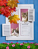 CAT 03 KH0437 01
Two Tabby Kittens Looking Out Of Windows In Blue House