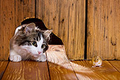 CAT 03 KH0439 01
White And Tabby Kitten Peeking Through Hole In Wall At Mouse
