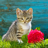 CAT 03 KH0445 01
Tabby Kitten Sitting On Grass By Red Rose