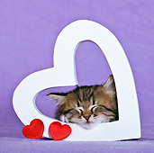 CAT 03 KH0447 01
Tabby Kitten Sleeping In Heart Valentine In Purple Studio