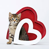CAT 03 KH0448 01
Tabby Kitten Sitting Between Two Hearts On White Seamless