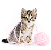 CAT 03 KH0451 01
Tabby Kitten Playing With Pink Yarn On White Seamless