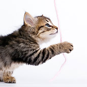 CAT 03 KH0452 01
Close-Up Of Tabby Kitten Playing With Pink Yarn On White Seamless