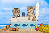 CAT 03 KH0453 01
Two Tabby Kittens Sitting In Wooden Crate On Beach