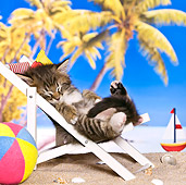 CAT 03 KH0454 01
Tabby Kitten Sleeping On Deckchair On Tropical Beach