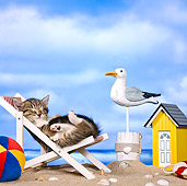CAT 03 KH0456 01
Tabby Kitten Sleeping On Deckchair On Beach