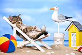 CAT 03 KH0457 01
Tabby Kitten Sleeping On Deckchair On Beach