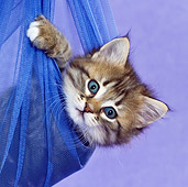 CAT 03 KH0458 01
Close-Up Of Tabby Kitten Playing In Blue Net Curtain In Purple Studio