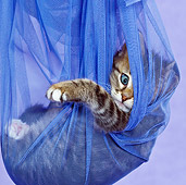 CAT 03 KH0459 01
Close-Up Of Tabby Kitten Playing In Blue Net Curtain In Purple Studio