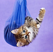 CAT 03 KH0460 01
Tabby Kitten Playing In Blue Net Curtain In Purple Studio