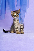 CAT 03 KH0461 01
Tabby Kitten Sitting By Blue Net Curtain In Purple Studio