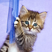 CAT 03 KH0462 01
Close-Up Of Tabby Kitten Playing With Blue Net Curtain In Purple Studio