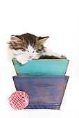 CAT 03 KH0469 01
White And Tabby Kitten Sleeping In Wooden Planter