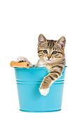 CAT 03 KH0470 01
Tabby Kitten Sitting In Turquoise Bucket On White Seamless
